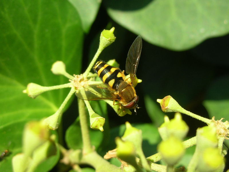 Syrphus sp.